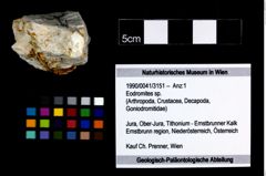 Foto (Objekt + Etikett) von Eodromites sp.  (NHMW-GEO-1990-0041-3151)